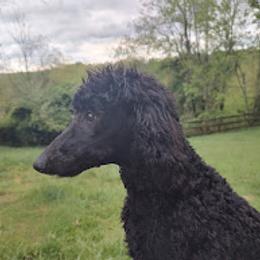 Pepper - Black female Poodle puppy in Independence, Virginia from Amberly Standard Poodles