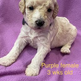 Labradoodle Puppies from Doodle Bug Love