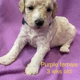 Labradoodle Puppies from Doodle Bug Love