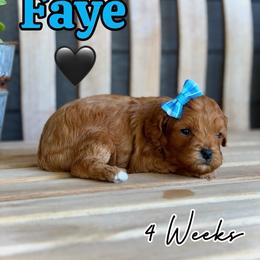Faye - Red female Cavapoo puppy in Runaway Bay, Texas from Green Ranch Doodles