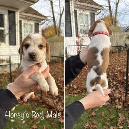 Honeys Red Collar - Red black and white male Beagle puppy in Brothers, Oregon from Beagles on the Run