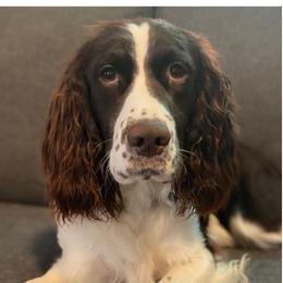 Wesson  - English Springer Spaniel