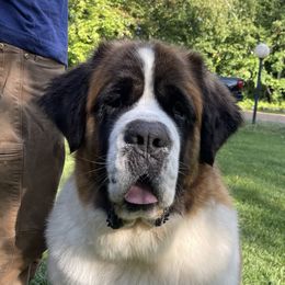 Darla - Saint Bernard
