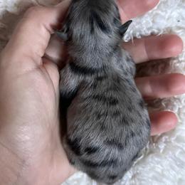 Chief - Blue merle male Pomeranian puppy in Childersburg, Alabama from A Sample Of Gods Love Kennels
