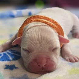 Boy 3 - White male American Bulldog puppy in Three Rivers, Michigan from Jemms Kennels