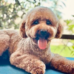Cayenne - Poodle