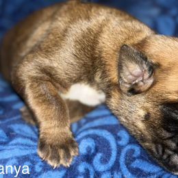 Boxer Puppies from Von Royal Dell’Infinite
