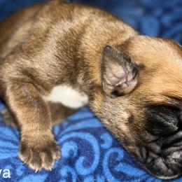Boxer Puppies from Von Royal Dell’Infinite