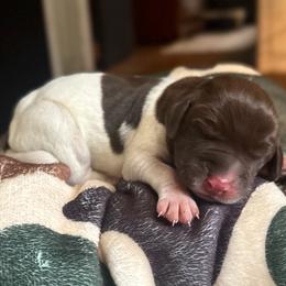 Fir - Liver and white male German Shorthaired Pointer puppy in Georgia from CMC Farms