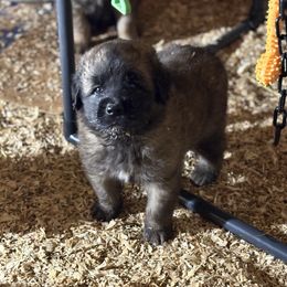 Helmut - Reddish brown male Leonberger puppy in Brandywine, Maryland from QVR Labradors, Leonbergers and Frenchies
