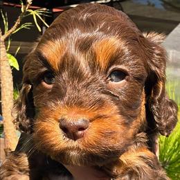 Harvest - Brown and tan male Cockapoo puppy in Indiahoma, Oklahoma from Phamily Doodles