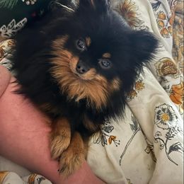 Tink - Pomeranian