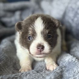 Claire - Red and white female Pomsky puppy in Oak Forest, Illinois from Illinois Poms