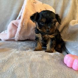Tiny - Black and tan female Yorkshire Terrier puppy in Ocala, Florida from Yorkie  And Shih Tzu Love