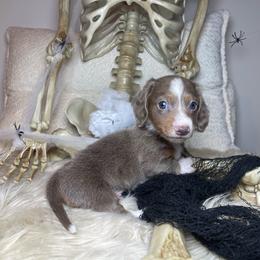Salem - Fawn (isabella) and tan male Dachshund puppy in Washburn, Tennessee from Clinch Mountain Dachshunds