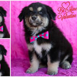 Australian Shepherd, Miniature American Shepherd, Miniature Australian Shepherd, and Toy Australian Shepherd Puppies from Painted Blue Aussies