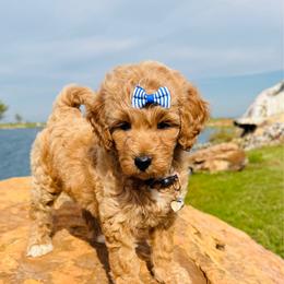 Tria - Buff and white female Cockapoo puppy in Kingfisher, Oklahoma from Perdue Puppies