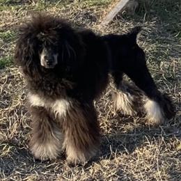 Charli - Poodle