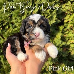 Pink Girl - Tri-color female Bernedoodle puppy in Rochester, New York from Point Breeze Doodles, LLC