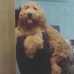 Bernedoodle and Goldendoodle All Grown Up from Gracie's Goldendoodles and Bernedoodles