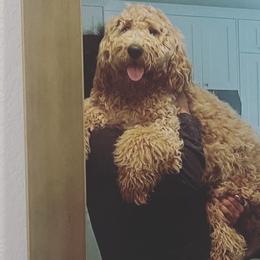 Bernedoodle and Goldendoodle All Grown Up from Gracie's Goldendoodles and Bernedoodles