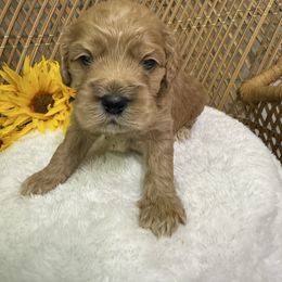 Male 2 - Buff male Cockapoo puppy in Mississippi from Ewing Acres