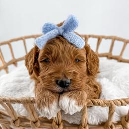 Hem - Apricot female Goldendoodle puppy in Jamestown, Kentucky from Milk & Honey Doodles