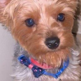 Yorkshire Terriers from Sun City Yorkies