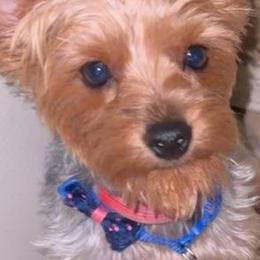 Yorkshire Terriers from Sun City Yorkies