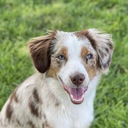 Penny - Miniature Australian Shepherd