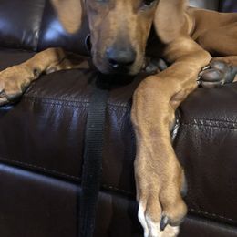 Rhodesian Ridgeback All Grown Up from RR Ridgebacks