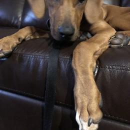 Rhodesian Ridgeback All Grown Up from RR Ridgebacks