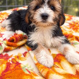 Boy 1 - Parti male Yorkshire Terrier puppy in Loganville, Georgia from The Doggy Empire