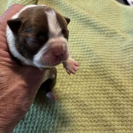 Girl 4 - Brindle and white female Boston Terrier puppy in Tenmile, Oregon from High Plains French Bulldogs,Boston Terriers and Frenchtons.