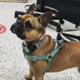 French Bulldogs from YSetteL French Bulldogs