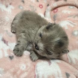 Suki - Blue merle female Pomeranian puppy in Waterloo, Indiana from Garcias Pomeranian