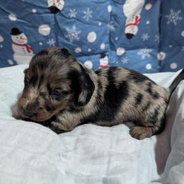 Onyx - Dapple male Dachshund puppy in Lyles, Tennessee from Knox Ridge Dachshunds