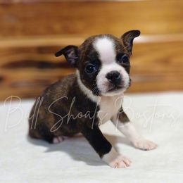Charming - Brindle and white male Boston Terrier puppy in Lead Hill, Arkansas from Bull Shoals Bostons
