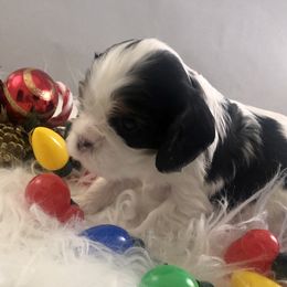 Cavalier King Charles Spaniel Puppies from RobinCreek Cavaliers