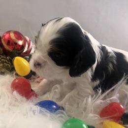 Cavalier King Charles Spaniel Puppies from RobinCreek Cavaliers