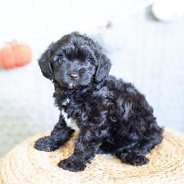 Clove - Black male Goldendoodle puppy in Bradenton, Florida from Doodle Acres
