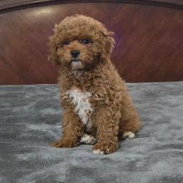 Max - Red male Cavapoo puppy in Copan, Oklahoma from Tatums cavapoos
