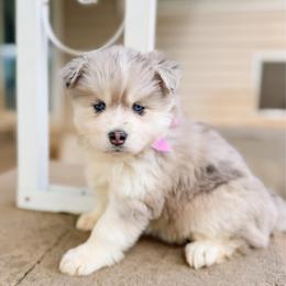 Pollen - Merle female Pomsky puppy in Cleveland, Ohio from Lake Point Pomskies