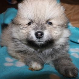 Pomeranian Puppies from Passionate PomPoms