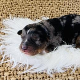 Scout - Blue merle male Australian Shepherd puppy in Zwingle, Iowa from Homestead Aussies & Doodles