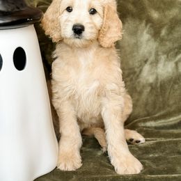 Goldendoodle Puppies from Gentry Doodles