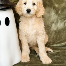 Goldendoodle Puppies from Gentry Doodles