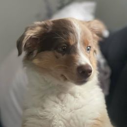 Miniature Australian Shepherds and Toy Australian Shepherds from Willow Ridge Mini and Toy Aussies