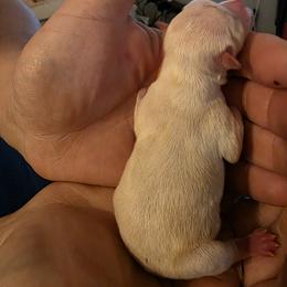 Girl 1 - female Chihuahua puppy in Wytheville, Virginia from Southwest Virginia Chihuahua