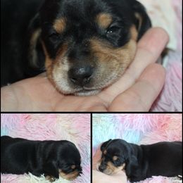 Sirius - Black and tan male Dachshund puppy in South Webster, Ohio from Griffith’s Gorgeous Dachshunds